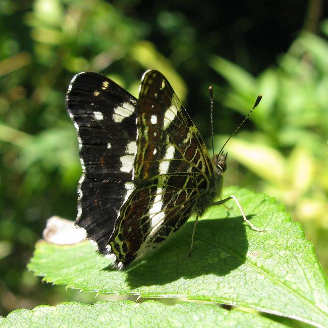 1908 Karttaperhonen 650