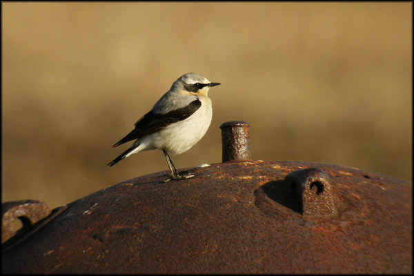 2003-04-20-Oen Oen 2004