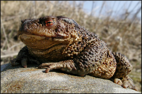 2003-04-20-Rupikonna