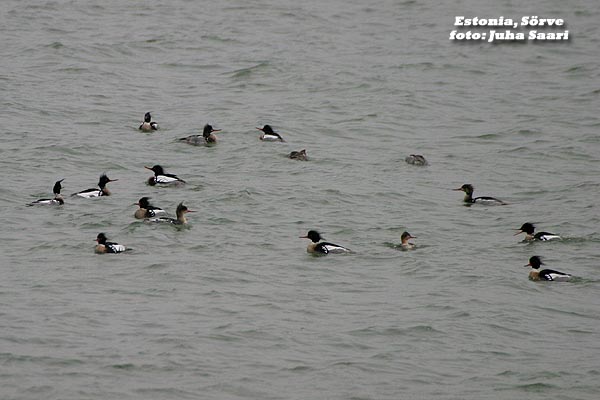 2003-04-28 3 Koskelot