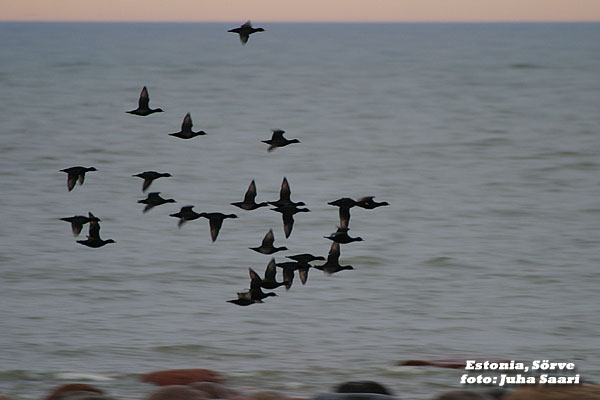 2003-04-29 0 Mustalinnut