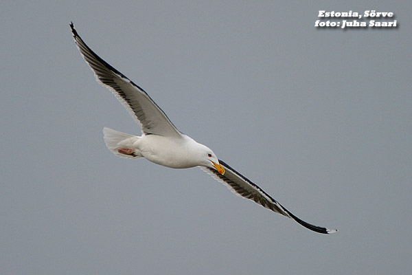 2003-04-29 2 Merilokki