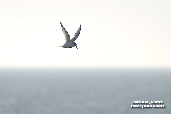 2003-04-30 0 Pikkutiira