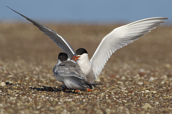 2006 08 03 Stehir Ruoka