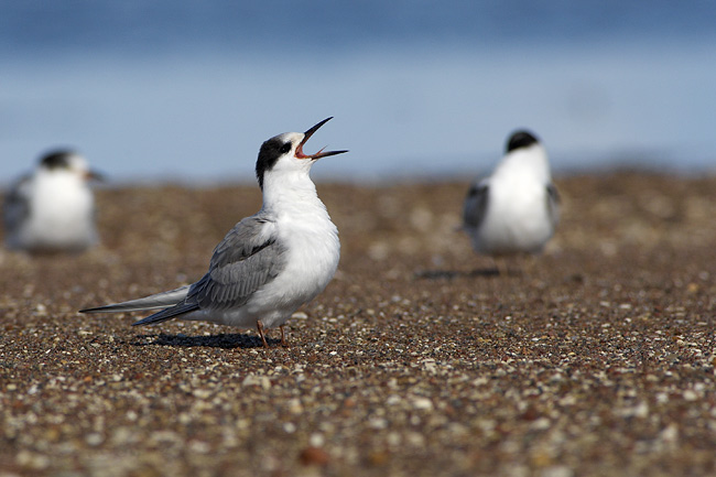 2006 08 03 Stehir Ruokaa01