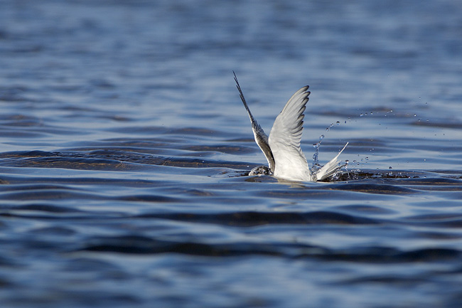 2006 08 03 Stehirsukellus