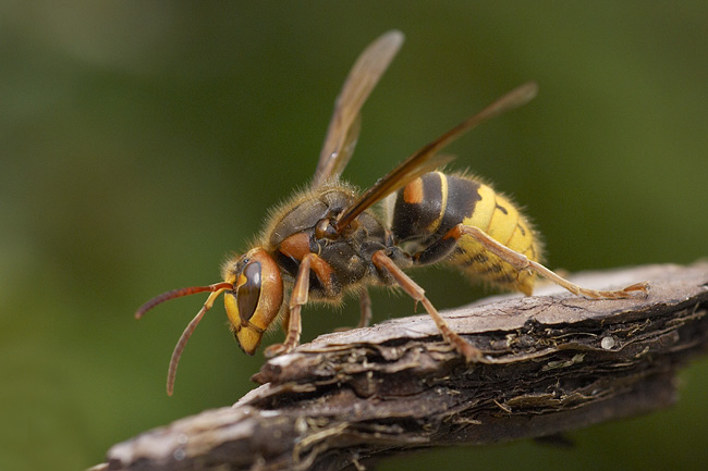 2006 08 03 Herhilainen