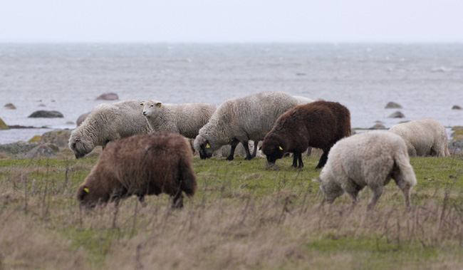 2006 12 06 Lampaat02