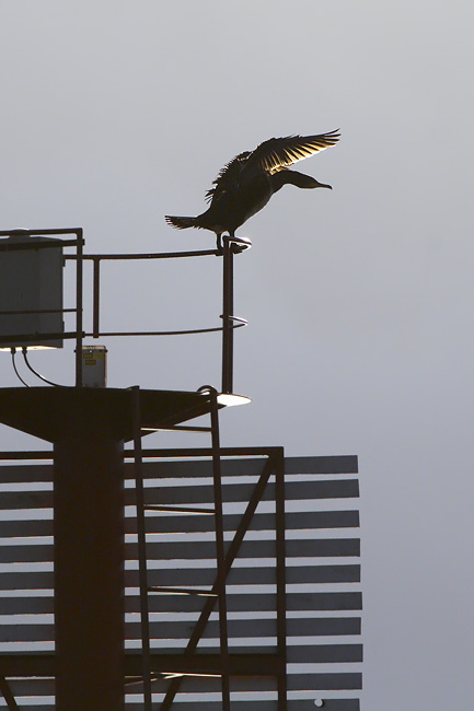 2006 12 07 Merimetso