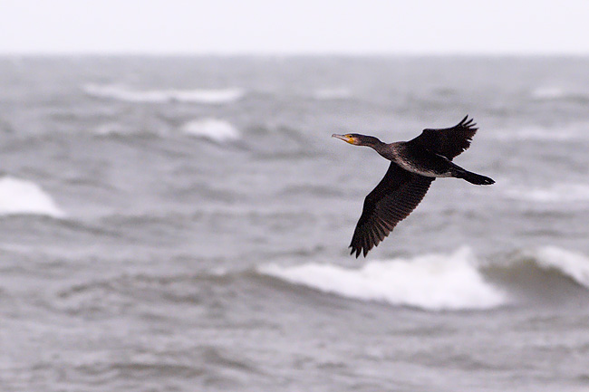 2006 12 08 Merimetso