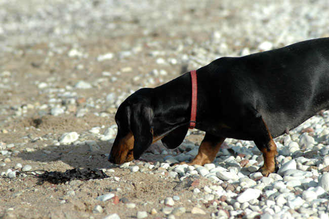 2008-02-20 3 Rarikoer