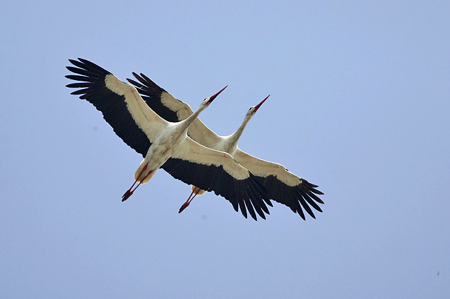 2008-05-01 Ciconia Ciconia