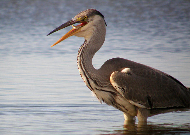 2008-08-06 3 (A.Liiv)