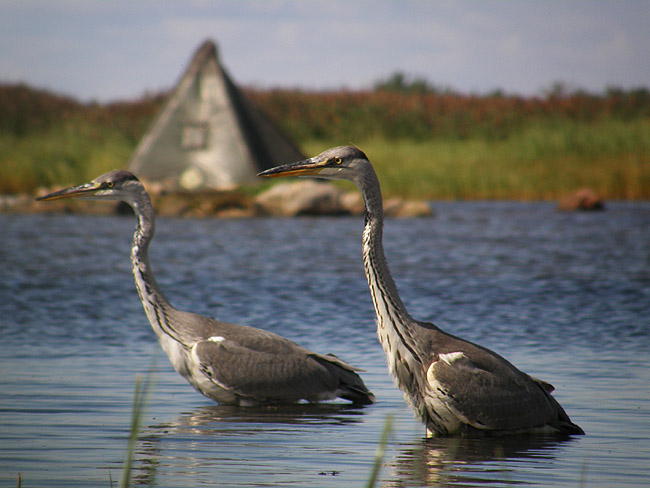 2008-08-06 4 (A.Liiv)