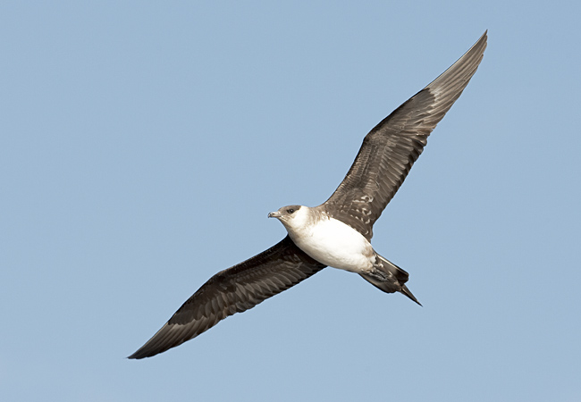 2008-08-06 5 (R.Pekkarinen)