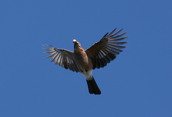 2008-09-30-Garrulus1