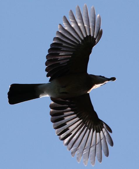 2008-09-30-Garrulus2