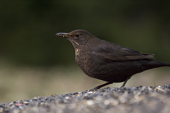 2009-02-01 6 Andrus Jair