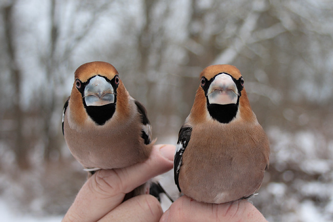 2009-02-16 1 (K.E.Rebane)