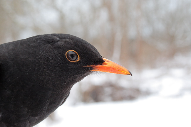 2009-02-16 2 (K.E.Rebane)