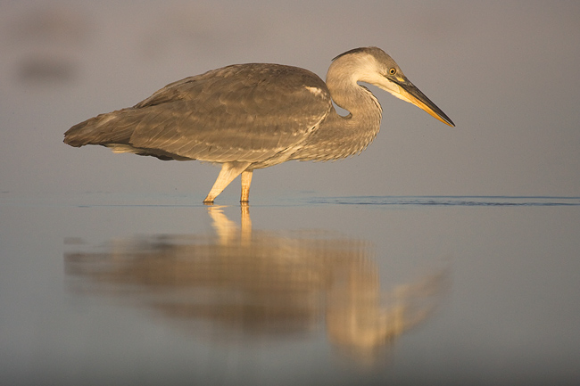 2009-07-18-3 (Peeter Nahko)