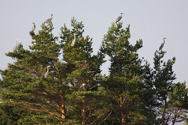 2009-07-18-4 (Peeter Nahko)