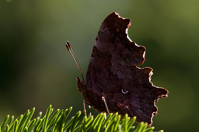 2009-08-07 3 (Peeter Nahko)