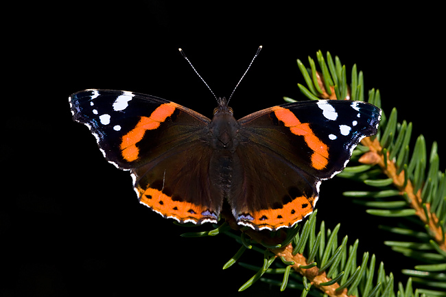 2009-08-07 4  (Peeter Nahko)