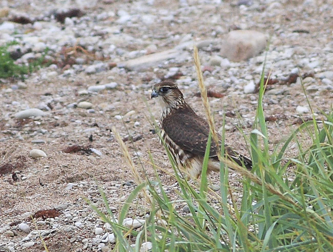2009-08-16 3 (Seppo Ekelund)