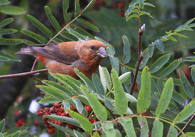 2009-08-16 4 (Seppo Ekelund)