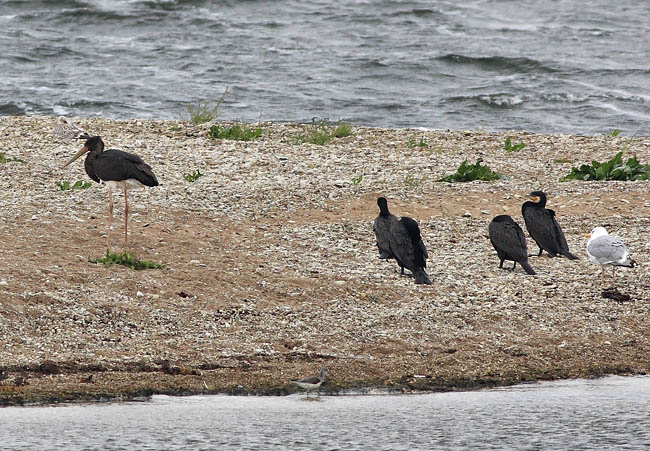 2009-08-16 5 (Seppo Ekelund)