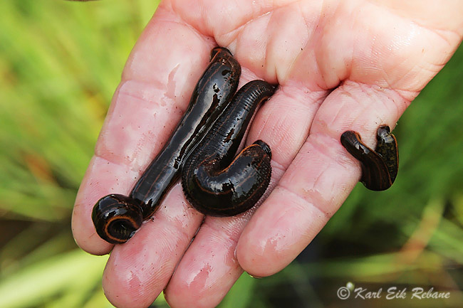 2009-09-01 1Fa (K.E.Rebane)