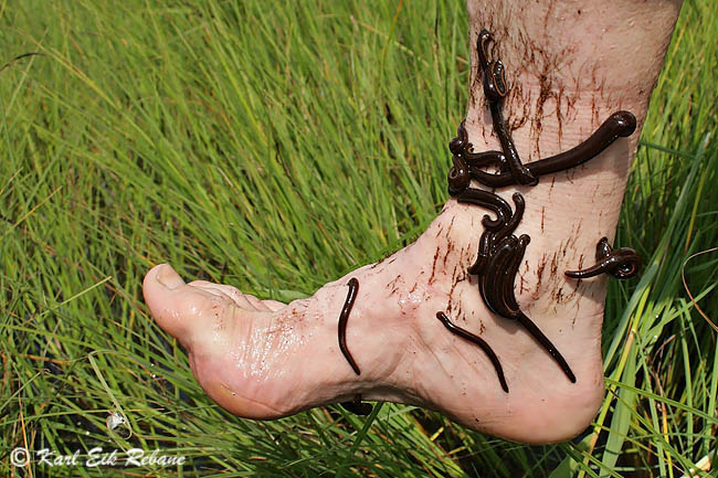 2009-09-01 3Fa (K.E.Rebane)