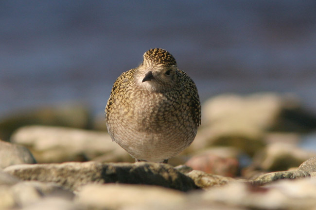 2009-09-13 2 (Uku Paal)