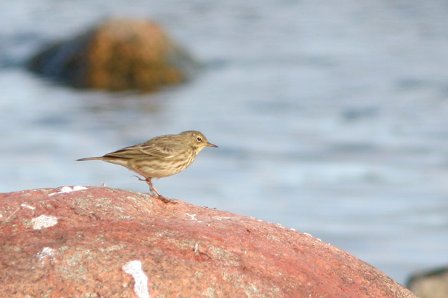 2009-09-13 3 Randkiur