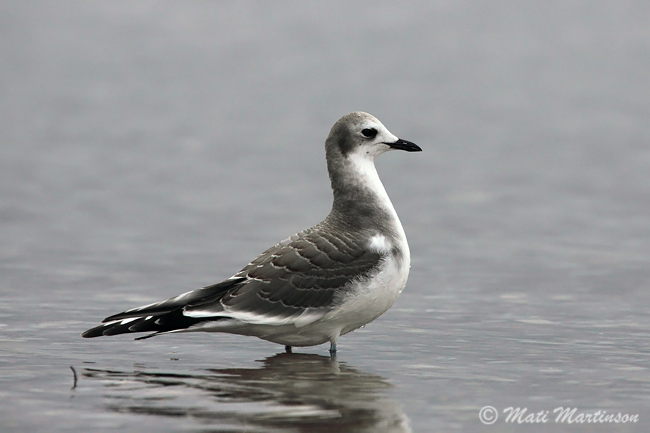 2009-10-18 1Fa  (Mati Martinson)