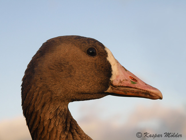 2009-10-28 1 (Kaspar)F