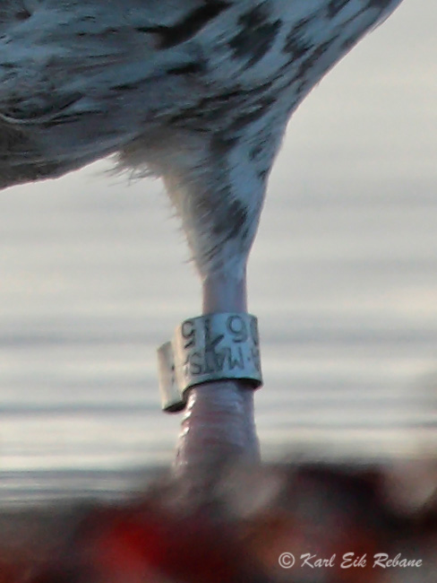 2009-10-28 5Fa (Karl Eik Rebane)