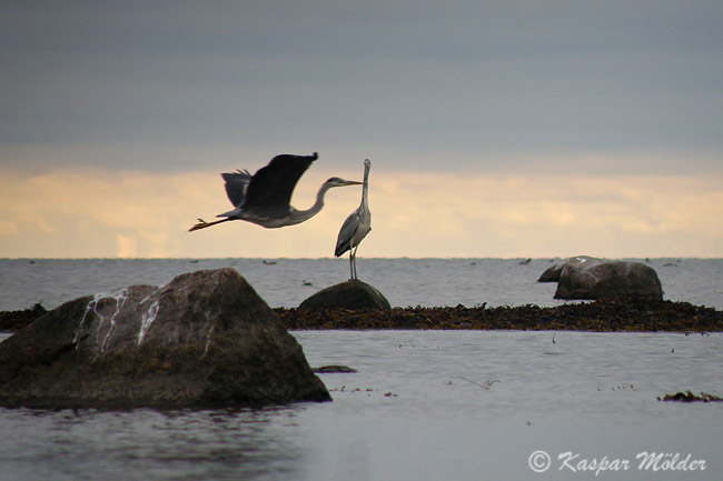 2009-10-29  1(Kaspar)F