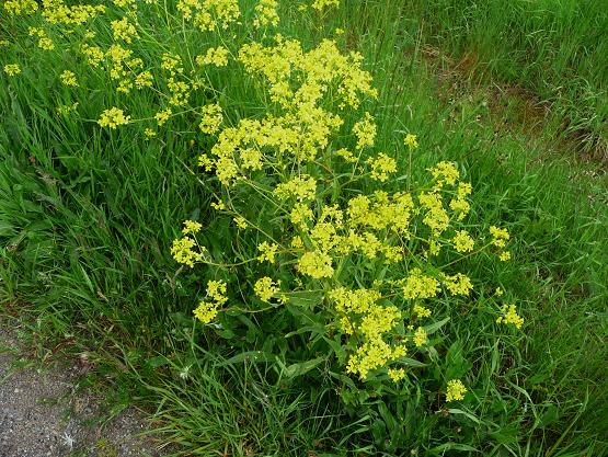 2010-06-10 001 2010-06-10 004Aa