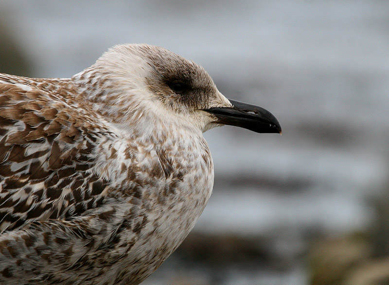 2010-10-13 1 Portree (Ainar Unus)