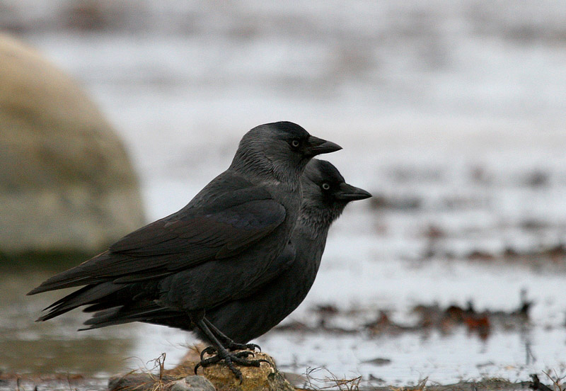 2010-10-13 2 Kaksikud (Ainar Unus )