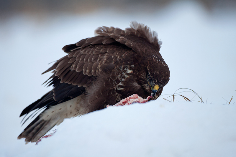 2010-12-20-7 (Peeter Nahko)