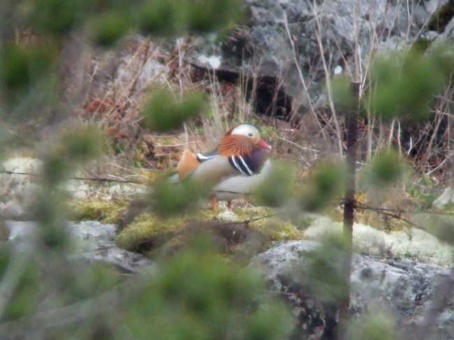 2010 0509Ronski20012