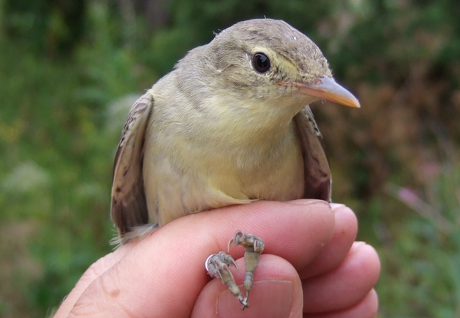 2010 0725Ronskintalkoot0020