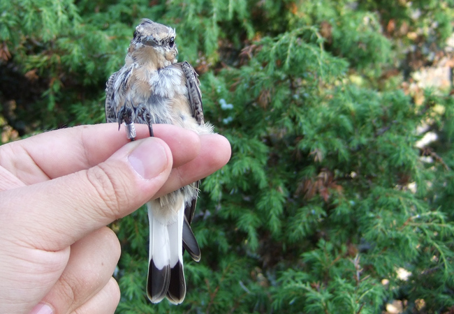 2010 0725Ronskintalkoot0038