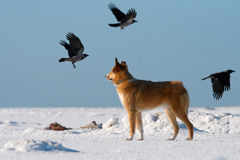 2011-03-05 4 (Ainar Unus)