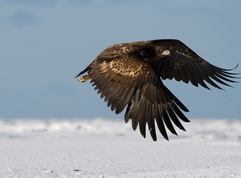 2011-03-06 3 (Ainar Unus)