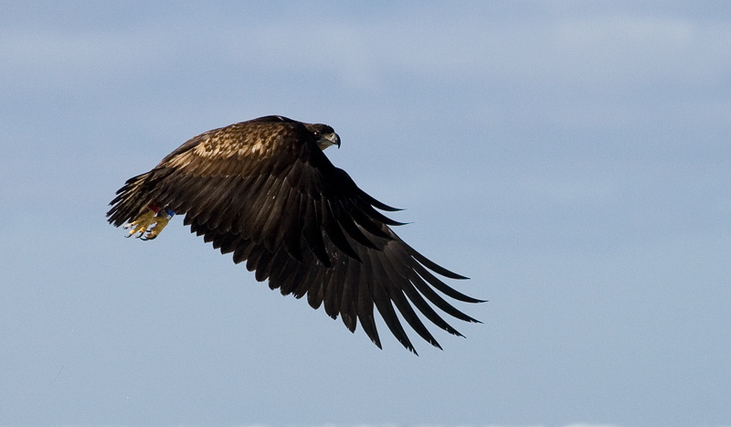 2011-03-06 4 (Ainar Unus)