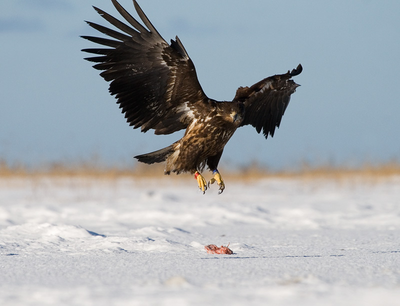 2011-03-06 5 (Ainar Unus)